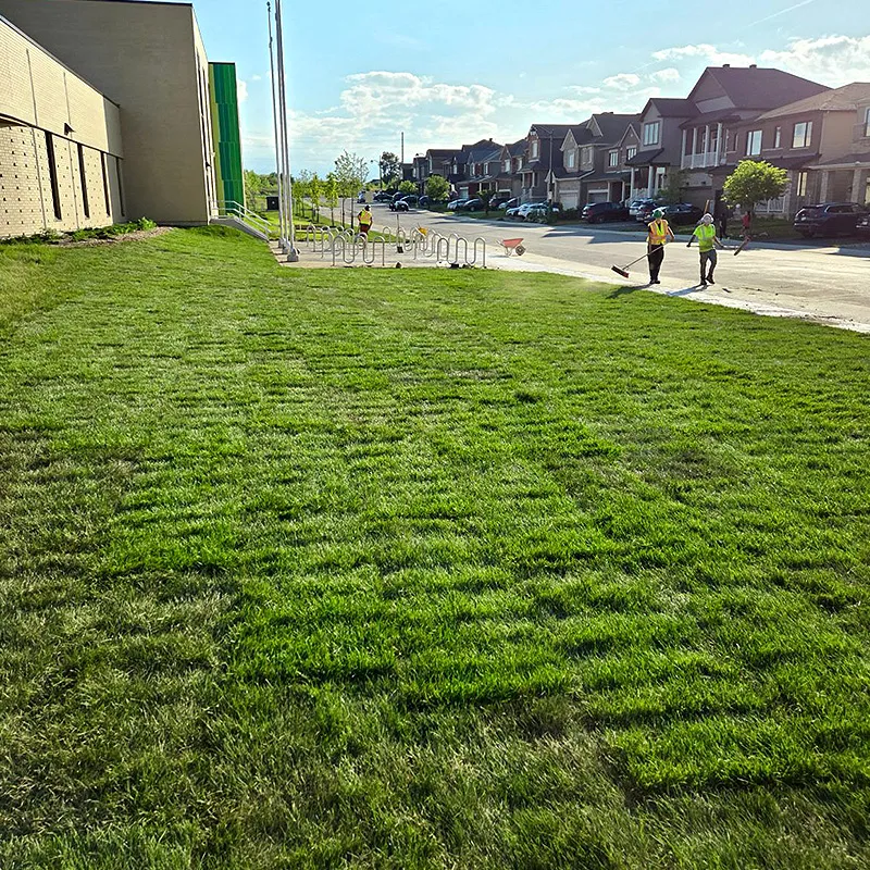 Premium Sod Installation and Lawn Replacement in Barrhaven Ottawa