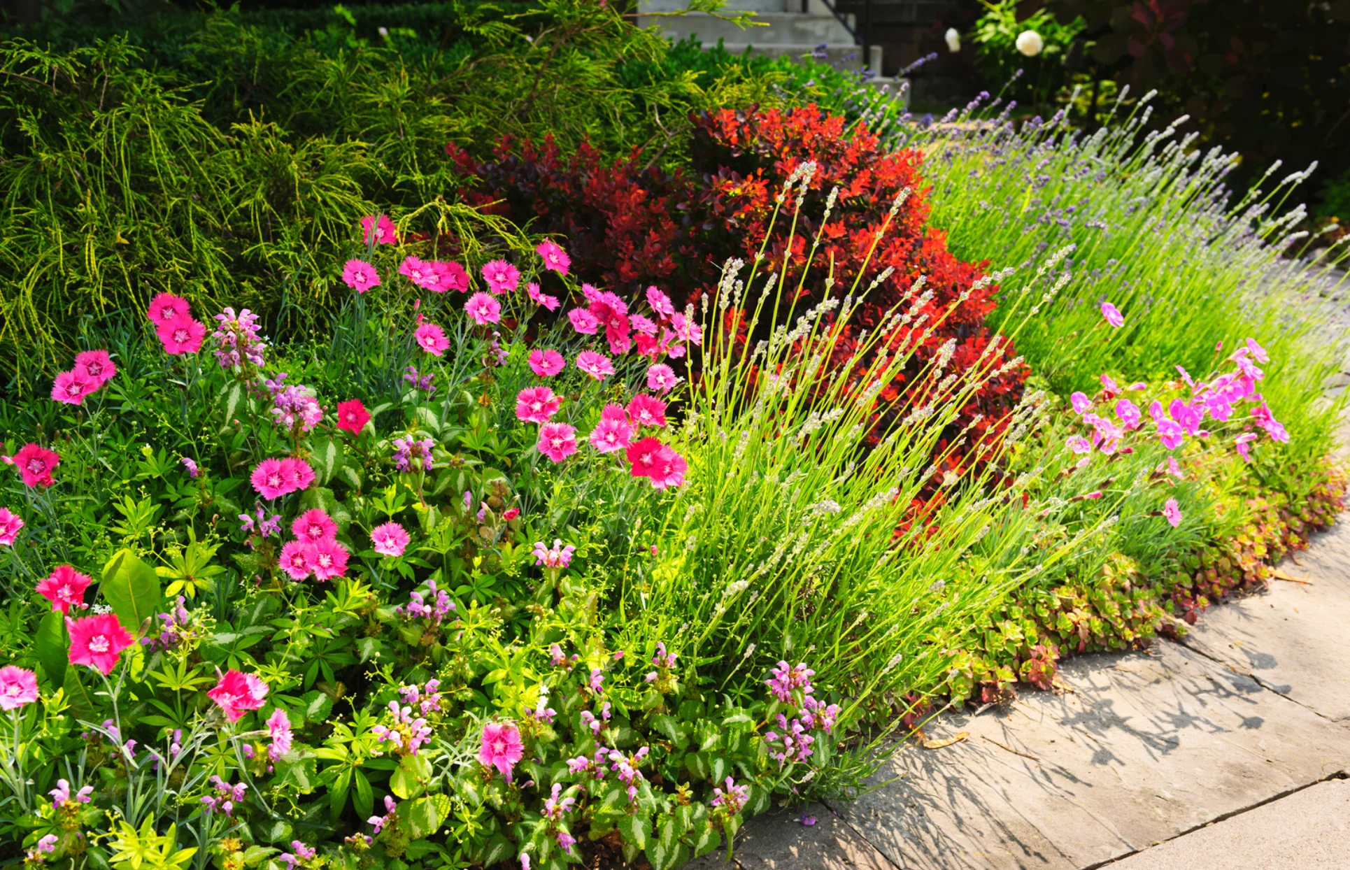 Professional Garden Maintenance
